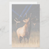 Elche Briefpapier (Vorne/Hinten)