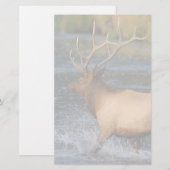 Elche Briefpapier (Vorne/Hinten)