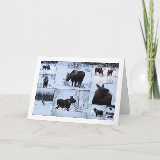 Elche Collage; glücklich zum Geburtstag Karte (Vorderseite)