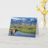 Elche Colorados Rocky Mountains Karte (Gelbe Blume)