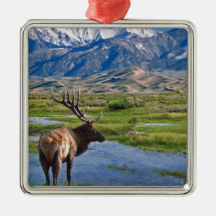 Elche Colorados Rocky Mountains Silbernes Ornament