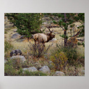 Elche, die im Rocky Mountain Nationalpark-Druck Poster