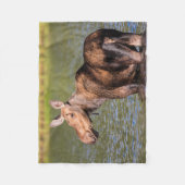 Elche Fütternd im Glacier National Park, Montana Fleecedecke (Vorderseite)