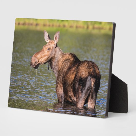 Elche Fütternd im Glacier National Park, Montana Fotoplatte (Seite)