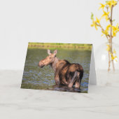 Elche Fütternd im Glacier National Park, Montana Karte (Gelbe Blume)