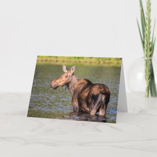 Elche Fütternd im Glacier National Park, Montana Karte (Vorderseite)