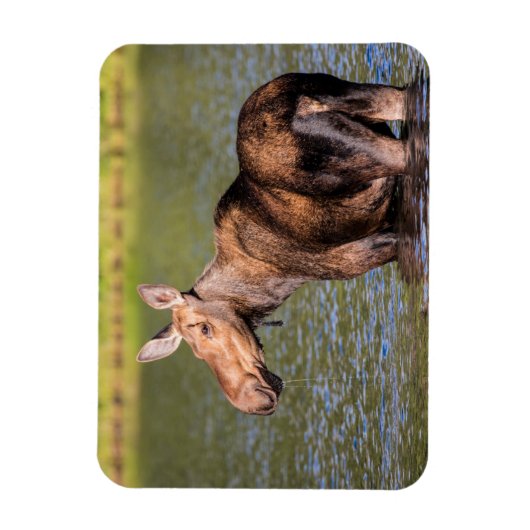 Elche Fütternd im Glacier National Park, Montana Magnet (Vertikal)