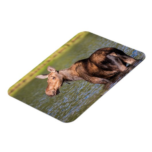 Elche Fütternd im Glacier National Park, Montana Magnet (Linke Seite)