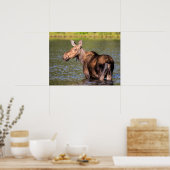 Elche Fütternd im Glacier National Park, Montana Poster (Küche)