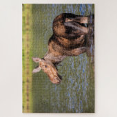 Elche Fütternd im Glacier National Park, Montana Puzzle (Vertikal)