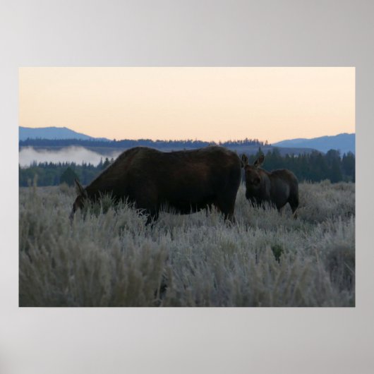 Elche Grazing at Sunrise at Grand Teton Poster (Vorne)