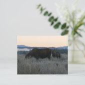 Elche Grazing at Sunrise at Grand Teton Postkarte (Stehend Vorderseite)