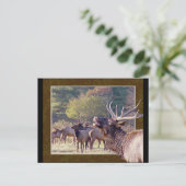 Elche Herde Postkarte 2 (Stehend Vorderseite)