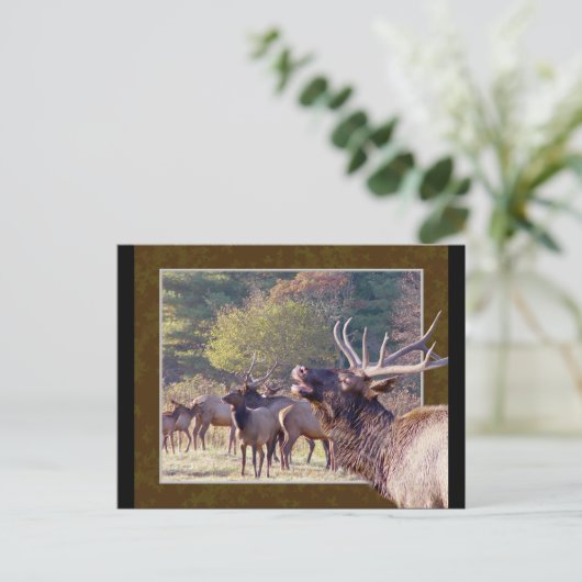 Elche Herde Postkarte 2 (Stehend Vorderseite)