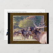 Elche Herde Postkarte 2 (Vorne/Hinten)