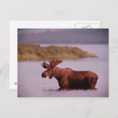 Elche im See Postkarte (Vorne/Hinten)