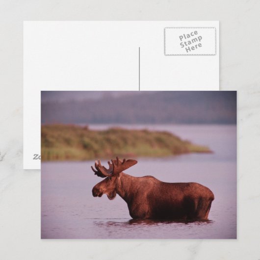 Elche im See Postkarte (Vorne/Hinten)