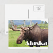 Elche in der Nähe von Anchorage, Alaska, USA (Unte Postkarte (Vorne/Hinten)