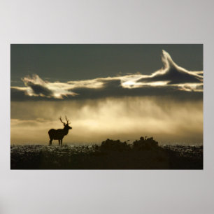 Elche in Hufeisenpark rmnp Poster