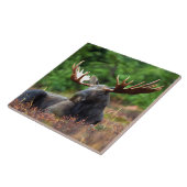 Elche Keramik Tile Fliese (Seite)