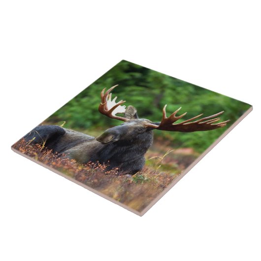 Elche Keramik Tile Fliese (Seite)