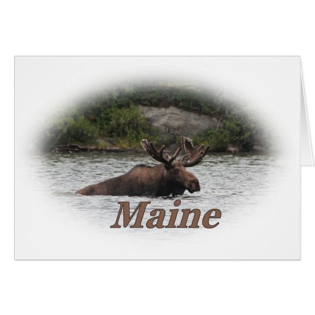 Elche Maines Stier (Vorderseite (Horizontal))