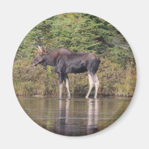 Elche Maines Stier Magnet