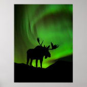Elche mit grüner Aurora Borealis, Alaska Poster (Vorne)