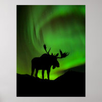 Elche mit grüner Aurora Borealis, Alaska