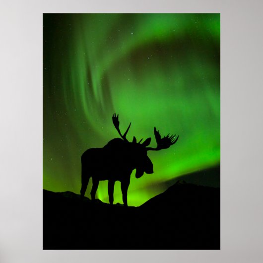 Elche mit grüner Aurora Borealis, Alaska Poster (Vorne)