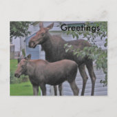 Elche mit Kalb - Grüße Postkarte (Vorderseite)