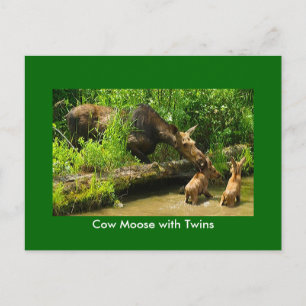 Elche mit Twins Postkarte