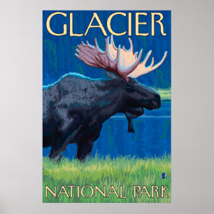 Elche nachts - Glacier Nationalpark, M.Ü. Poster