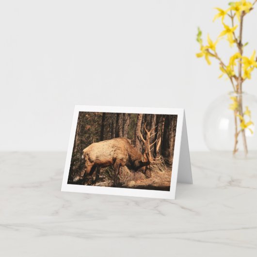 Elche notecard karte (Gelbe Blume)