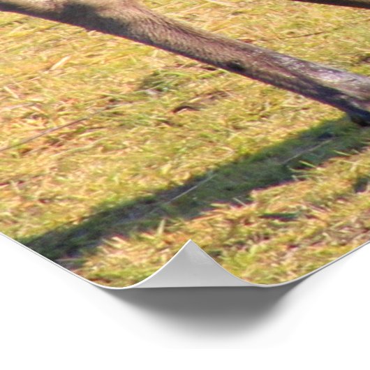 Elche sagen "Käse" Poster (Ecke)