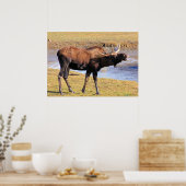 Elche sagen "Käse" Poster (Küche)