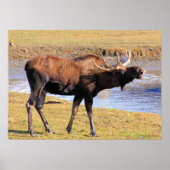 Elche sagen "Käse" Poster (Vorne)