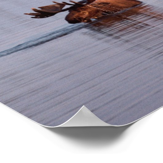 Elche Schwimmen im See Poster (Ecke)