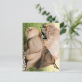 Elche und Vogel Postkarte (Stehend Vorderseite)