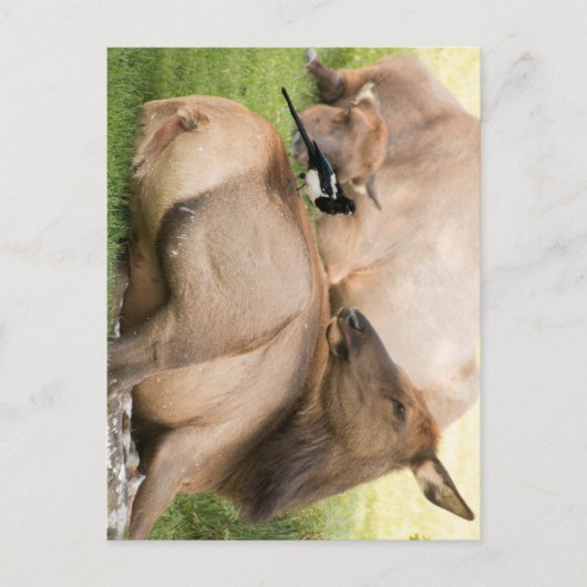 Elche und Vogel Postkarte (Vorderseite)