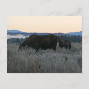 Elche weiden bei Sonnenaufgang am Grand Teton Postkarte