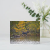 Elche Zeit Zwei Postkarte (Stehend Vorderseite)