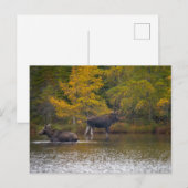 Elche Zeit Zwei Postkarte (Vorne/Hinten)