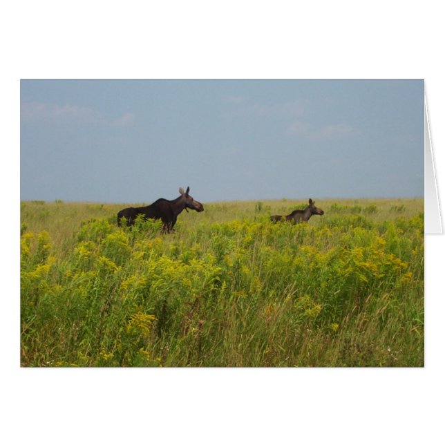 Elchfamilie (Vorderseite (Horizontal))