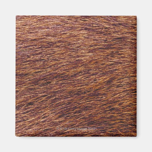 Elchfell Magnet (Vorne)