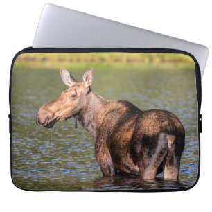 Elchfütterung im Glacier-Nationalpark, Montana Laptopschutzhülle