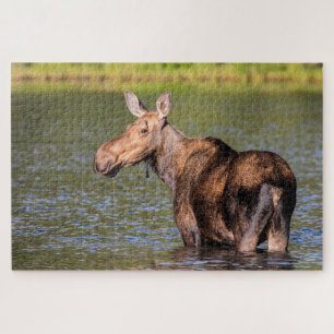 Elchfütterung im Glacier-Nationalpark, Montana Puzzle