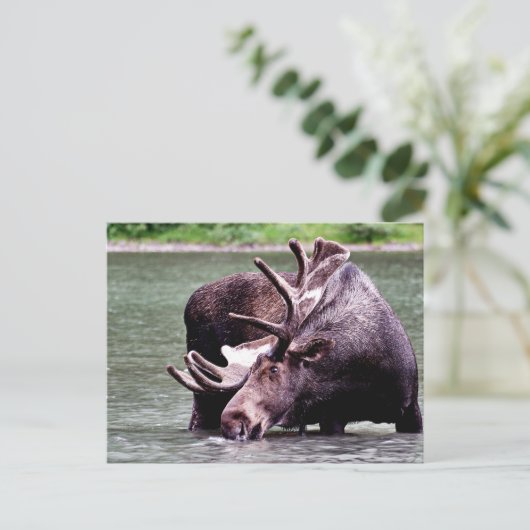 Elchgetränk Postkarte (Stehend Vorderseite)