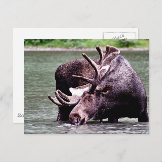 Elchgetränk Postkarte (Vorne/Hinten)