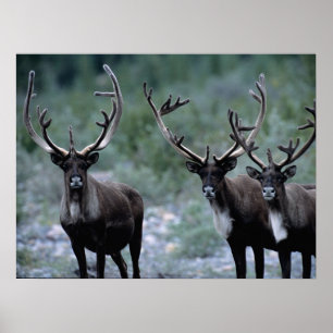 Elchherde   Mt. Baring, Washington Poster